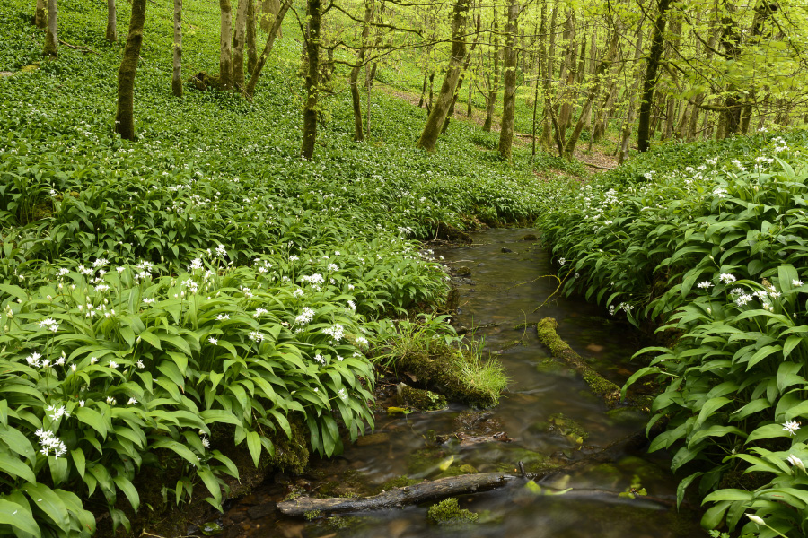 Flowering Ramsons in Long Wood, Cheddar