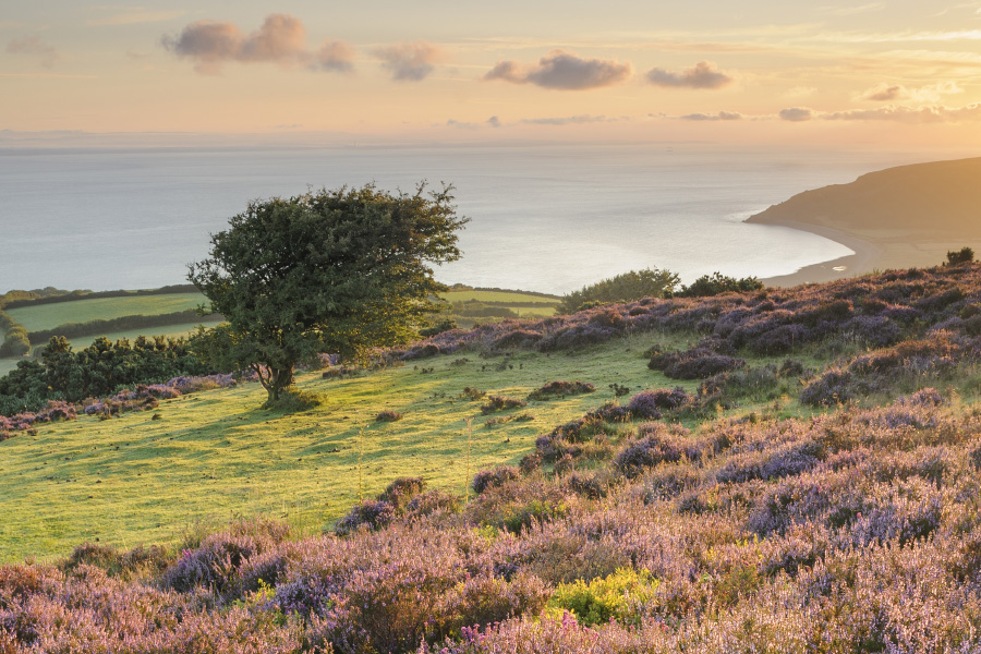 Heather flowering on Porlock Common