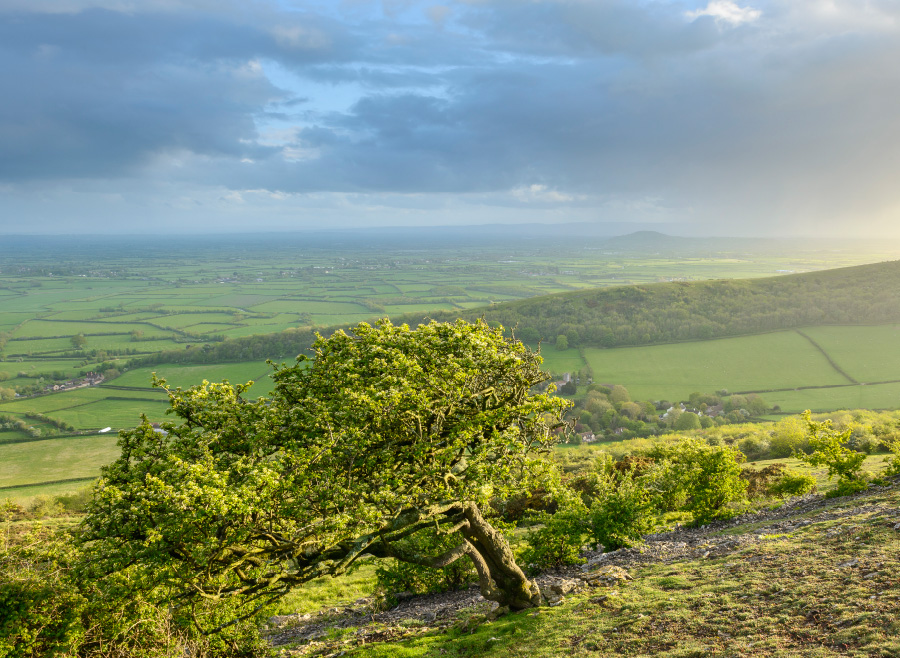 The view south from the top of Wavering Down, looking towards Brent Knoll