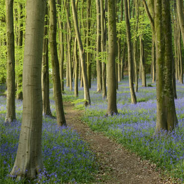 "Wrington's Blue Patch" large greeting card featuring a bluebell wood.